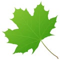 Green maple leaf