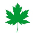 Green maple leaf isolated on a white background. Royalty Free Stock Photo