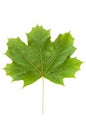 Green maple leaf isolated on white background Royalty Free Stock Photo