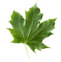 Green Maple Leaf Isolated on White Background with clipping path,Element for Spring and Summer seasonal themed nature concept,Can Royalty Free Stock Photo