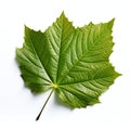 Green maple leaf isolated on white background Royalty Free Stock Photo