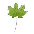 Green maple leaf isolated on white background