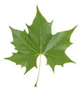 Green maple leaf isolated on white background, top view Royalty Free Stock Photo