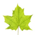 Green maple leaf