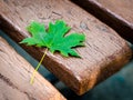 Green maple leaf on an old bench in a park close-up Royalty Free Stock Photo