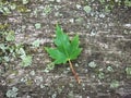 Green Maple leaf on a park bench Royalty Free Stock Photo