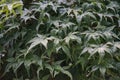 Green maple leaf with rain drops Royalty Free Stock Photo