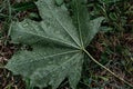 Green maple leaf in raindrops lying on the grass. The concept of worsening weather conditions, showers. Natural background