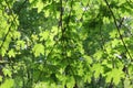 Green Maple leaf in springtime Royalty Free Stock Photo