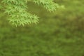 Green maple leaf in springtime season Royalty Free Stock Photo