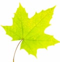 Green maple leaf