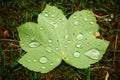 Green maple leaf water drops Royalty Free Stock Photo