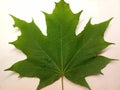 green maple leaf water drops Royalty Free Stock Photo