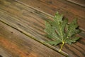 Green Maple Leaf on wet wood boards Royalty Free Stock Photo