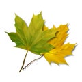 Green maple leaf on white background.