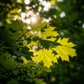 Green maple leaves (Acer spp.) are illuminated by sunlight filtering through a dense canopy, Royalty Free Stock Photo