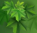 Green maple leaves background and dew drops