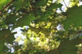 Green maple leaves on a blurry natural background Royalty Free Stock Photo