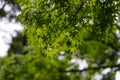 Green maple leaves foliage branches on rainy day with raindrop,