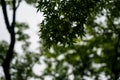 Green maple leaves foliage on rainy day with raindrop, water dripping and blurred background