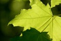 Green maple leaves lit by the sun. Natural background Royalty Free Stock Photo
