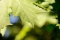 Green maple leaves lit by the sun. Natural background Royalty Free Stock Photo