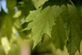 Green maple leaves lit by the sun. Natural background Royalty Free Stock Photo