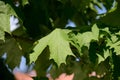 Green maple leaves lit by the sun. Natural background Royalty Free Stock Photo