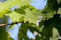 Green maple leaves lit by the sun. Natural background Royalty Free Stock Photo