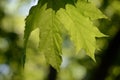 Green maple leaves lit by the sun. Natural background Royalty Free Stock Photo