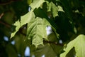 Green maple leaves lit by the sun. Natural background Royalty Free Stock Photo