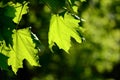 Green maple leaves lit by the sun. Natural background Royalty Free Stock Photo