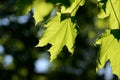 Green maple leaves lit by the sun. Natural background Royalty Free Stock Photo