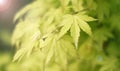Green maple leaves macro with sun halo and blur effects Royalty Free Stock Photo