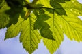 Bright green maple leaves spring season nature background Royalty Free Stock Photo