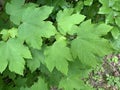 Green maple leaves in spring