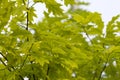 Green maple leaves in spring sunlight