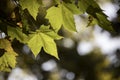 Green maple leaf, summer time