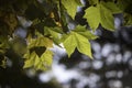 Green maple leaf, summer time