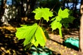 Green maple leaves in the sun Royalty Free Stock Photo