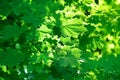 Green maple leaves on sunlight blurred background close up, lush foliage soft focus backdrop, sunny summer day nature, maple tree