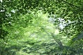 Green maple leaves , Maple tree background in Japan Royalty Free Stock Photo