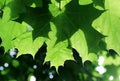 Green maple leaves on a tree branch in the sun shine. Royalty Free Stock Photo