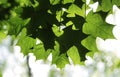 Green maple leaves on a tree branch in the sun shine.