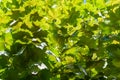 Green maple leaves of tree canopy nature texture, background Royalty Free Stock Photo
