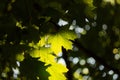 Green maple leves backlit by the sun Royalty Free Stock Photo