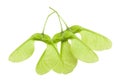 Green Maple samaras Royalty Free Stock Photo