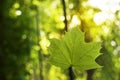 Green maple with summer sunshine forest nature background
