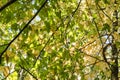 Green of maple tree background