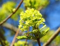 Green maple tree flower on  branch, Lithuania Royalty Free Stock Photo